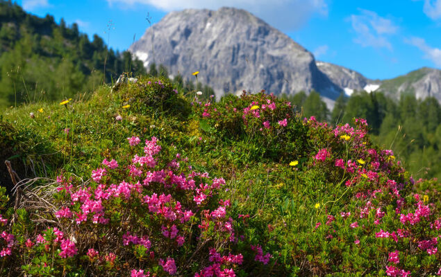 Steindlwald - Photo 10